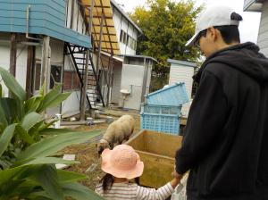 ひつじさん