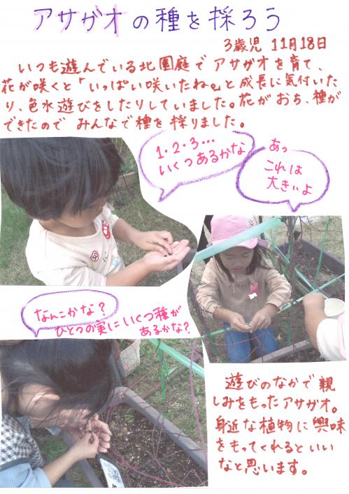 アサガオの種をとろう3歳児