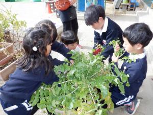 佐保幼稚園　大根収穫