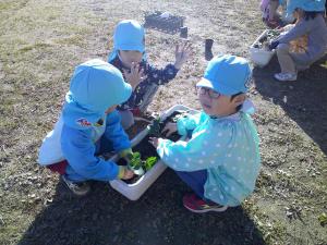 4歳児がイチゴの苗を植える様子