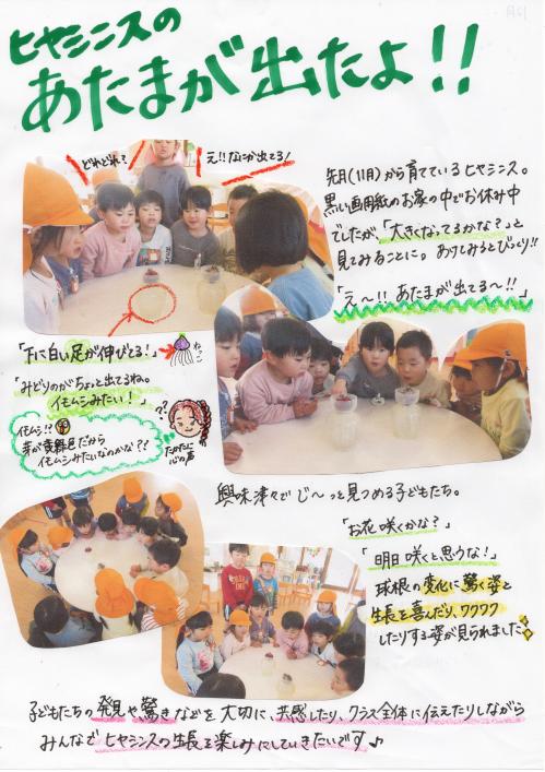 ヒヤシンスのあたまがでたよ