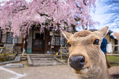 奈良市の風景写真3
