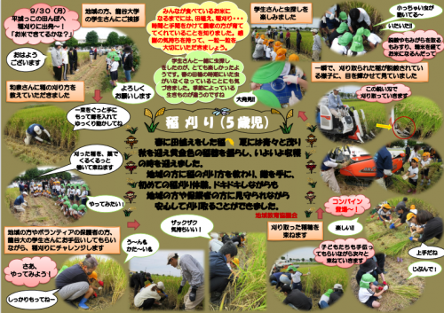いねかり