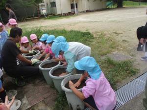 5歳児が大根の種まきをしました