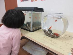 きんぎょ