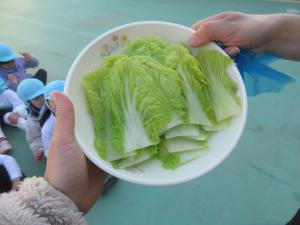 白菜５