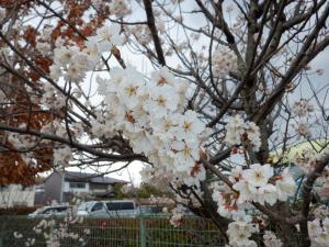 佐保幼　桜の花2