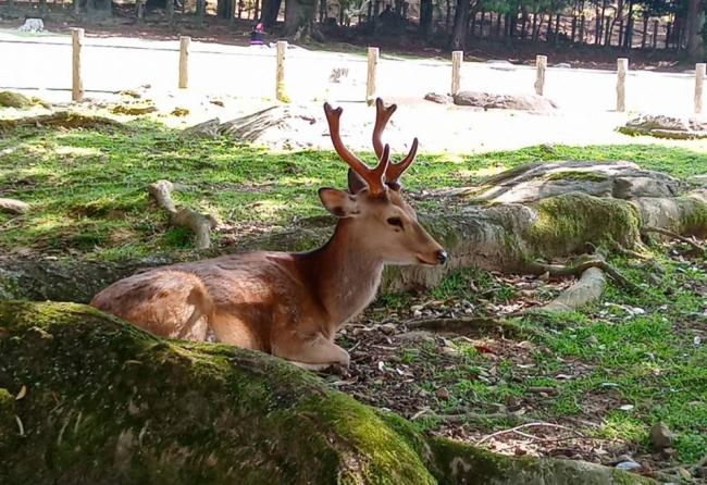 奈良公園の鹿
