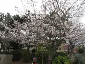 桜