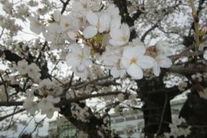 園庭の桜も咲きました