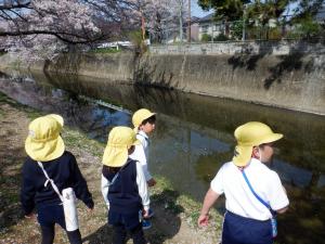 佐保幼　佐保川沿い園外保育