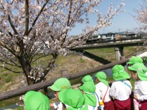 桜　1組