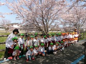 桜　集合