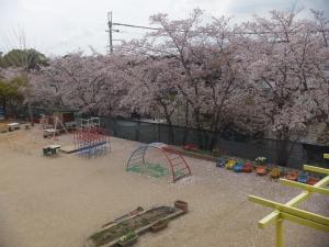 入園式２桜