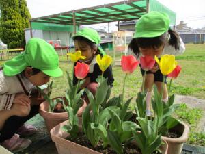 チューリップに花の匂いを嗅いでいる子ども達