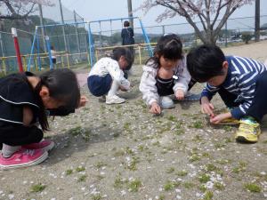 さくらの花びらを拾うよ
