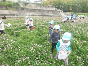 れんげのお花を見つけたよ