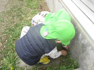 ４歳児虫探しを楽しむ姿