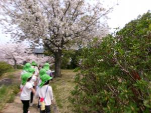 ４歳児お花見の様子