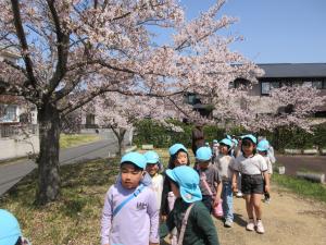埴輪公園にお花見散歩に行っている