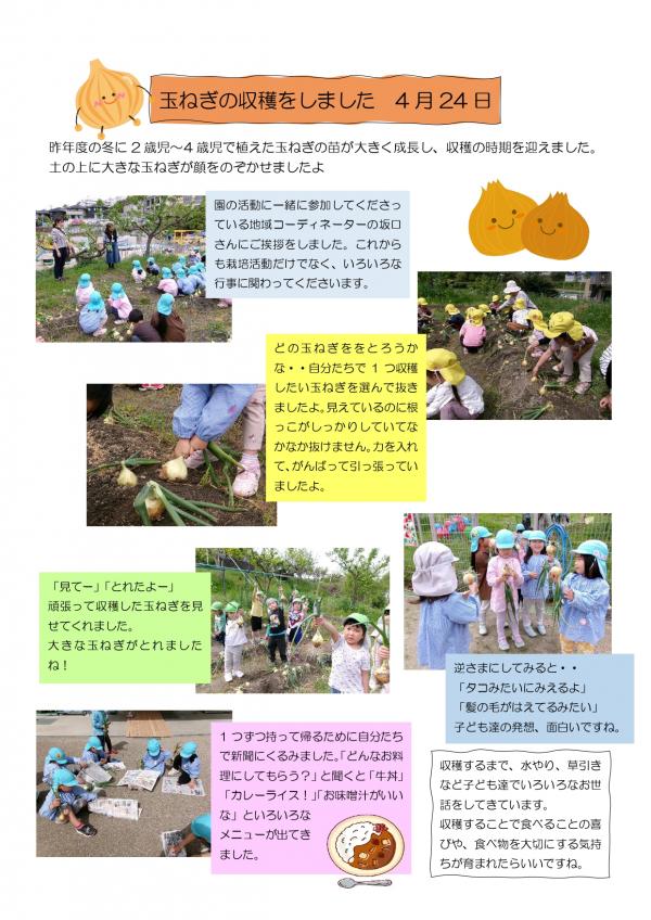玉ねぎ