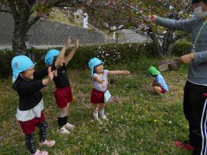 八重桜の花吹雪を楽しんでいます