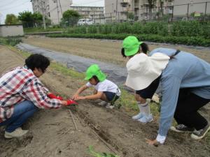 サツマイモの苗植え