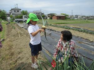 玉ねぎとれたよ！