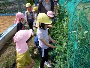 佐保幼　スナップエンドウ収穫