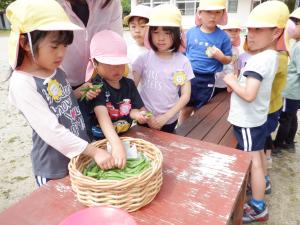 佐保幼　スナップエンドウ収穫　数