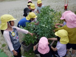 佐保幼　ソラマメ収穫2