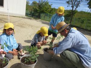 5歳児夏野菜