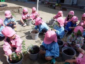 4歳児苗植え３