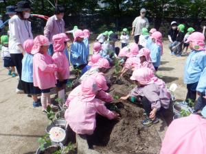 4歳児苗植え4