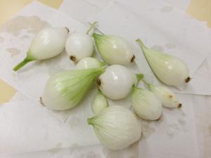 玉ねぎを