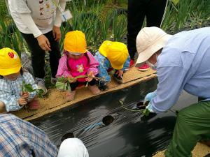 3歳児サツマイモを植えています