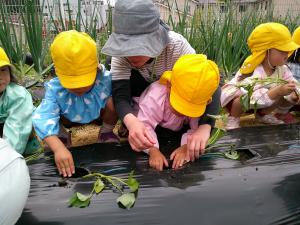 3歳児　サツマイモをみんなで植えています