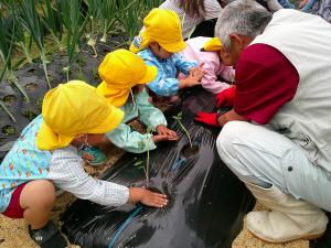 3歳児　サツマイモのツルを植えています