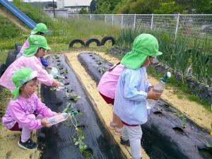 4歳児　サツマイモを植えています