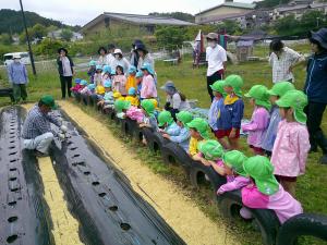 4歳児　サツマイモのツルを植えています