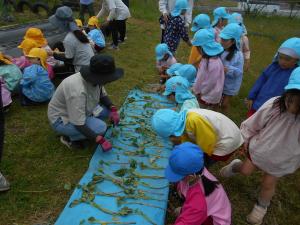 5歳児　サツマイモを植えています
