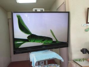 アオムシ大きいね