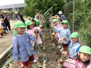 大きなタマネギを見せているところ