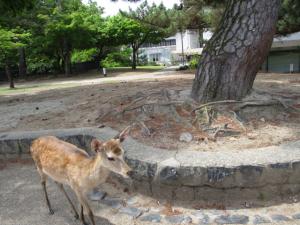 奈良公園のシカ