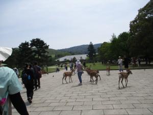 奈良公園を歩いている人