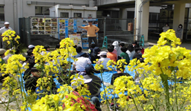 鼓阪北小学校での菜の花プロジェクト