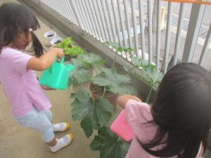 4歳児夏野菜に水をやる様子