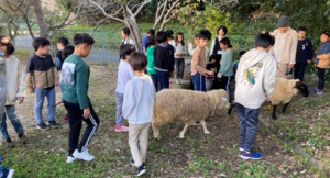 羊とふれあう様子