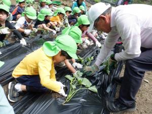 一緒に植える