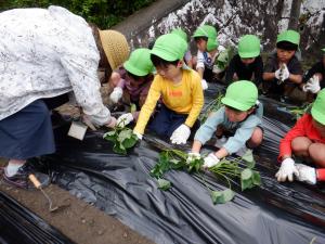 一緒に植える２